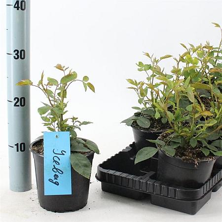 Rosa (F) Iceberg Pot 14 cm