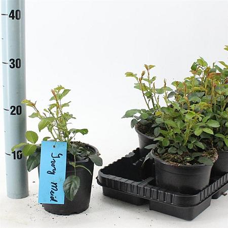 Rosa (H) Ivory Meidiland Pot 14 cm