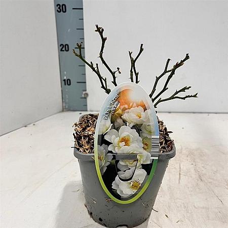 Rosa (H) Kent Pot 14 cm