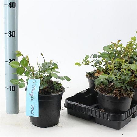 Rosa (H) Magic Meidiland Pot 14 cm