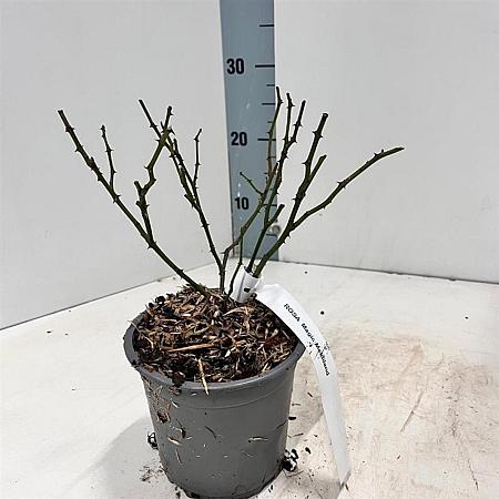 Rosa (H) Magic Meidiland Pot 14 cm