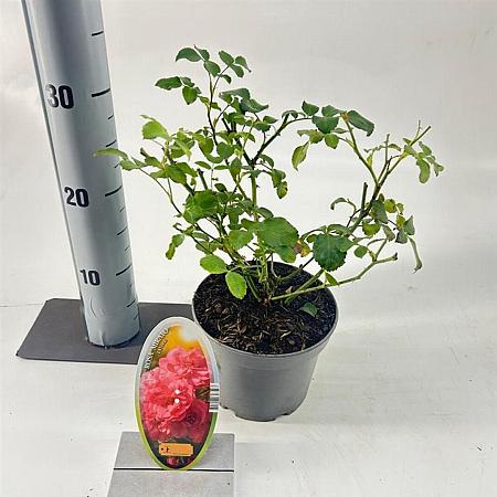 Rosa (H) Mirato Pot 15 cm