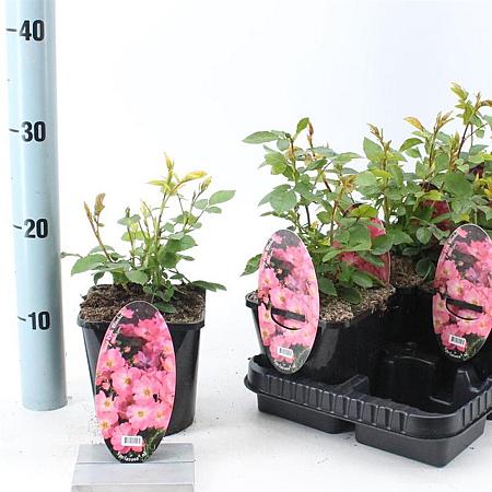 Rosa (H) Pink Blanket Pot 14 cm