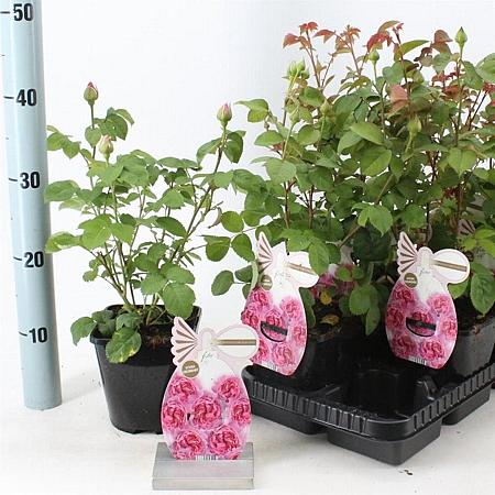 Rosa (F) Princess Claire of Belgium Pot 14 cm