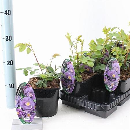 Rosa (P) Rhapsody in Blue Pot 14 cm