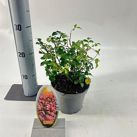 Rosa (P) Satina Pot 15 cm