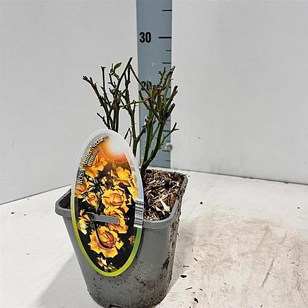 Rosa (PA) Spelarosa Amber Nectar Pot 14 cm