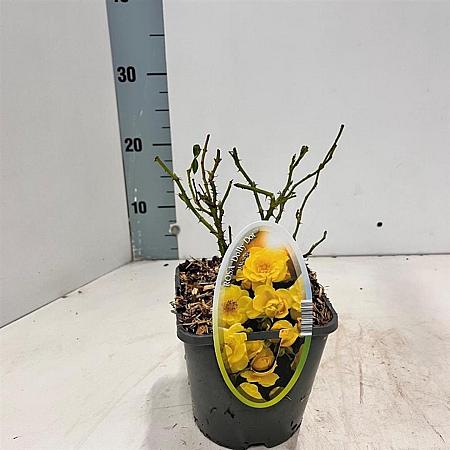 Rosa Spelarosa Dolly Dot Pot 14 cm