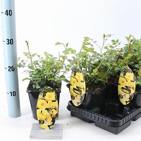 Rosa Spelarosa Dolly Dot Pot 14 cm