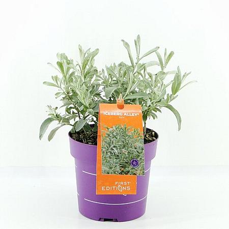 Salix candida Iceberg Alley Pot 3 Liter 40 - 50 cm