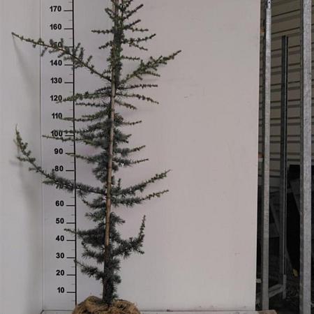 Cedrus l. 'Glauca' Kluit 175 - 200 cm