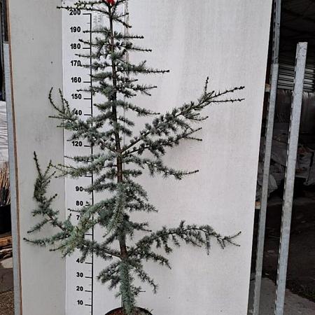 Cedrus l. 'Glauca' Kluit 200 - 225 cm