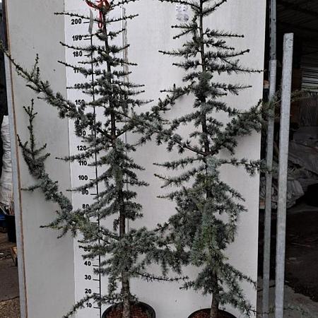 Cedrus l. 'Glauca' Kluit 200 - 225 cm