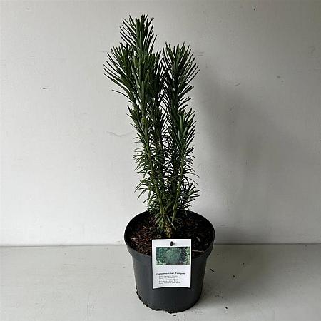 Cephalotaxus h. 'Fastigiata' Pot 3 Liter 30 - 40 cm