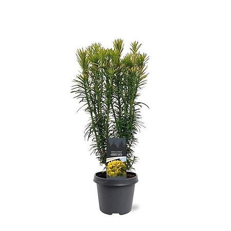 Cephalotaxus h. 'Korean Gold' Pot 5 Liter 40 - 50 cm