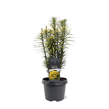 Cephalotaxus h. 'Korean Gold' Pot 3 Liter 30 - 40 cm