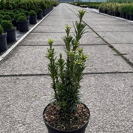 Cephalotaxus h. 'Taranto' Pot 2 Liter 20 - 30 cm