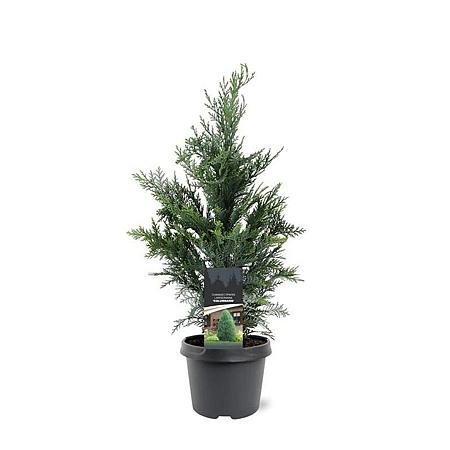 Chamaecyparis l. 'Columnaris' Pot 3 Liter 50 - 60 cm