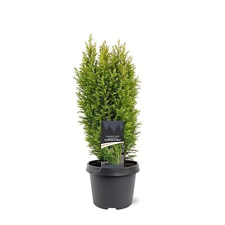 Chamaecyparis l. 'Ellw. Gold' Pot 3 Liter 30 - 40 cm