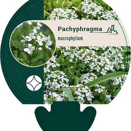 Pachyphragma macrophyllum Pot 9 cm