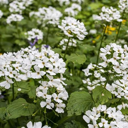 Pachyphragma macrophyllum Pot 9 cm