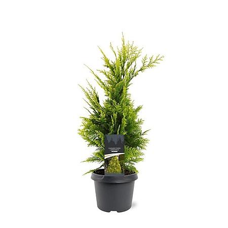 Chamaecyparis l. 'Ivonne' Pot 3 Liter 40 - 50 cm