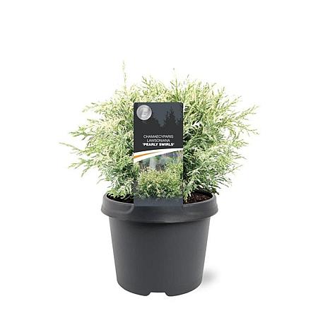 Chamaecyparis l. 'Pearly Swirls' Pot 3 Liter 