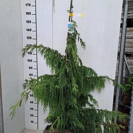 Chamaecyparis n. 'Pendula' Kluit 150 - 175 cm