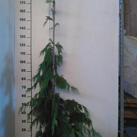 Chamaecyparis n. 'Pendula' Kluit 175 - 200 cm