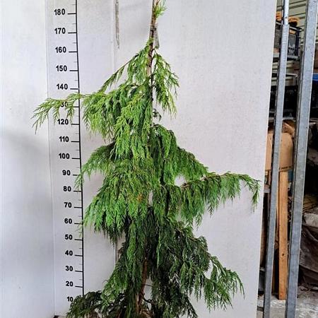 Chamaecyparis n. 'Pendula' Kluit 200 - 225 cm