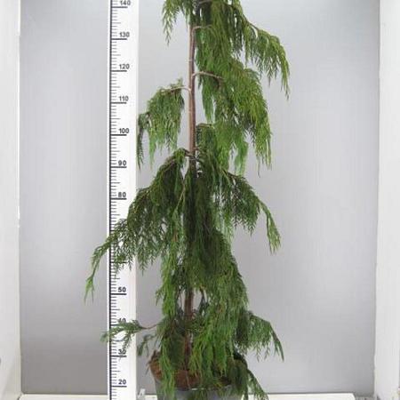 Chamaecyparis n. 'Pendula' Kluit 225 - 250 cm