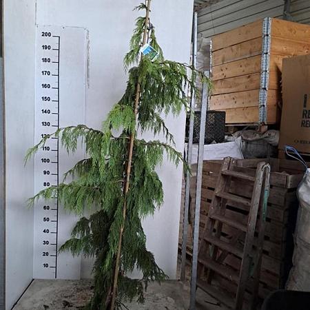 Chamaecyparis n. 'Pendula' Kluit 250 - 275 cm