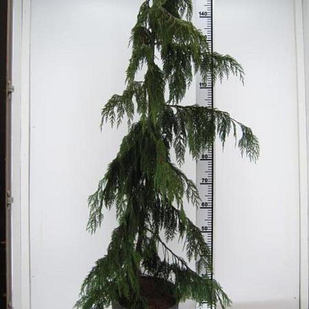 Chamaecyparis n. 'Pendula' Kluit 275 - 300 cm