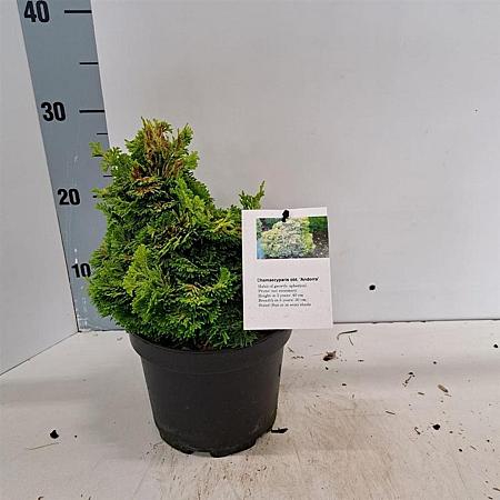 Chamaecyparis obtusa Pot 2 Liter 10 - 20 cm