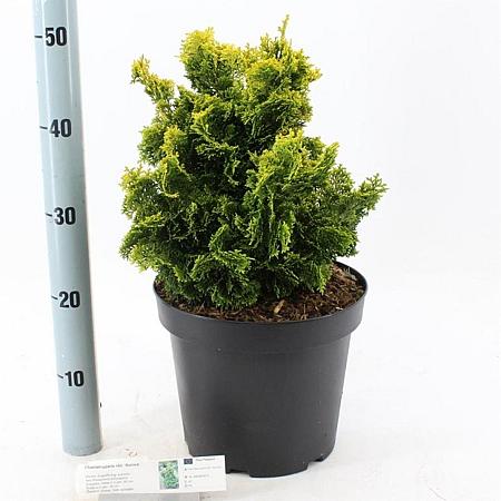 Chamaecyparis o. 'Aurora' Pot 7,5 liter 25-30cm