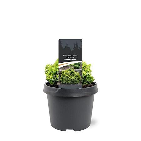 Chamaecyparis o. 'Butterball' Pot 3 Liter 10 - 20 cm