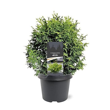 Chamaecyparis o. 'Melody' Pot 3 Liter 20 - 30 cm