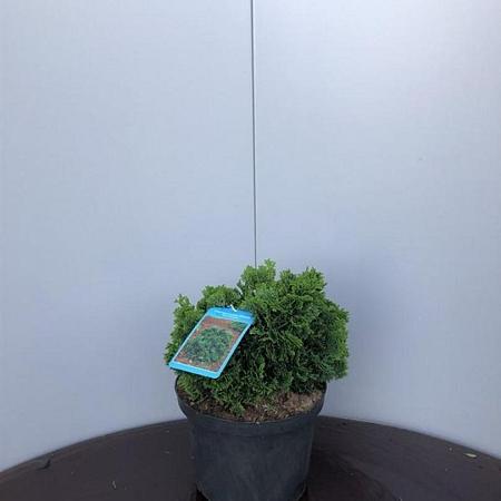 Chamaecyparis o. 'Nana Gracilis' Pot 5 Liter 20 - 30 cm