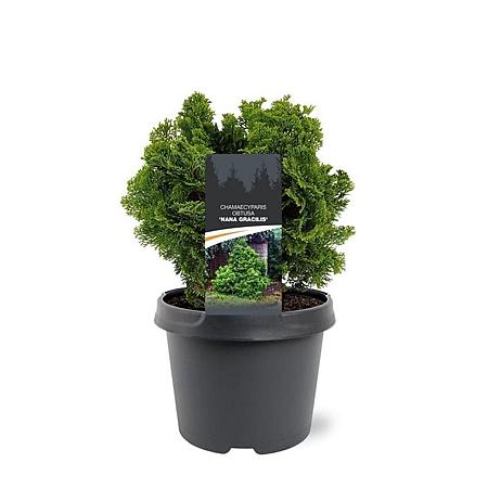Chamaecyparis o. 'Nana Gracilis' Pot 3 Liter 20 - 30 cm