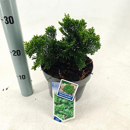 Chamaecyparis o. 'Nana Gracilis' Pot 3 liter 20-25cm 
