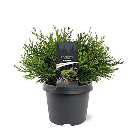 Chamaecyparis o. 'Pygmaea' Pot 3 Liter 