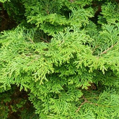 Chamaecyparis o. 'Pygmaea' Pot 3 Liter 