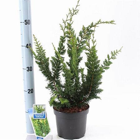 Chamaecyparis o. 'Teddy Bear' Pot 3 Liter 20 - 30 cm