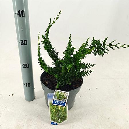 Chamaecyparis o. 'Teddy Bear' Pot 3 Liter 20 - 30 cm