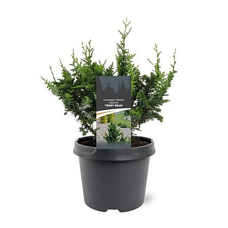 Chamaecyparis o. 'Teddy Bear' Pot 3 Liter 20 - 30 cm