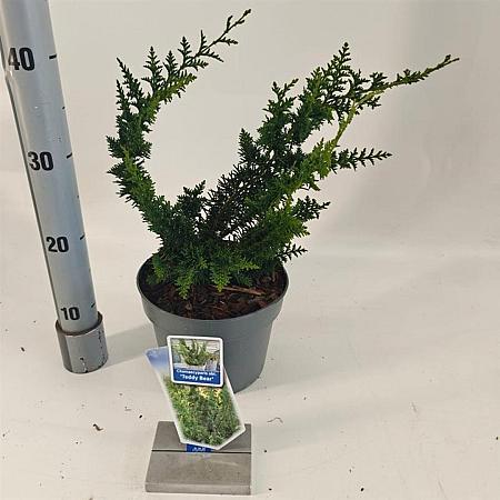 Chamaecyparis o. 'Teddy Bear' Pot 3 Liter 20 - 30 cm