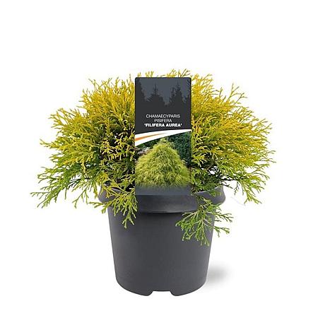 Chamaecyparis p. 'Filifera Aurea' Pot 5 Liter 30 - 40 cm