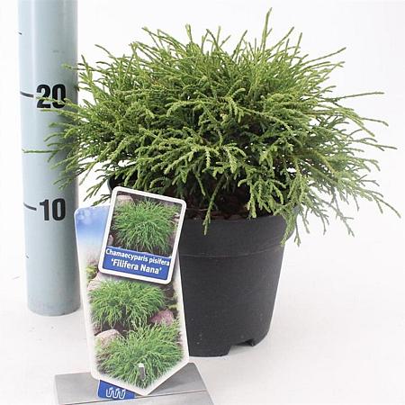 Chamaecyparis p. 'Filifera Nana' Pot 3 liter 20-25cm 