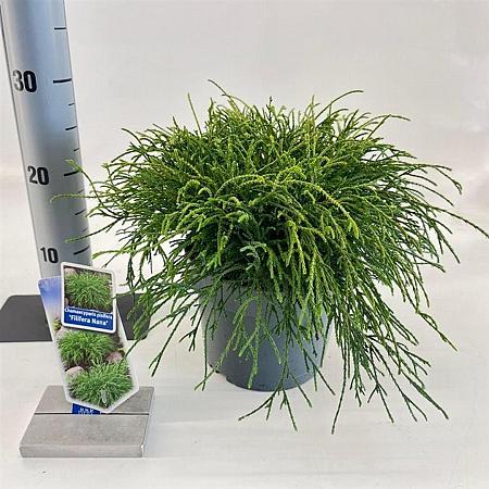 Chamaecyparis p. 'Filifera Nana' Pot 3 liter 20-25cm 