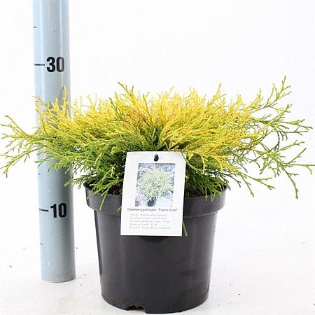 Chamaecyparis p. 'Paul's Gold' Pot 3 liter 20-25cm 